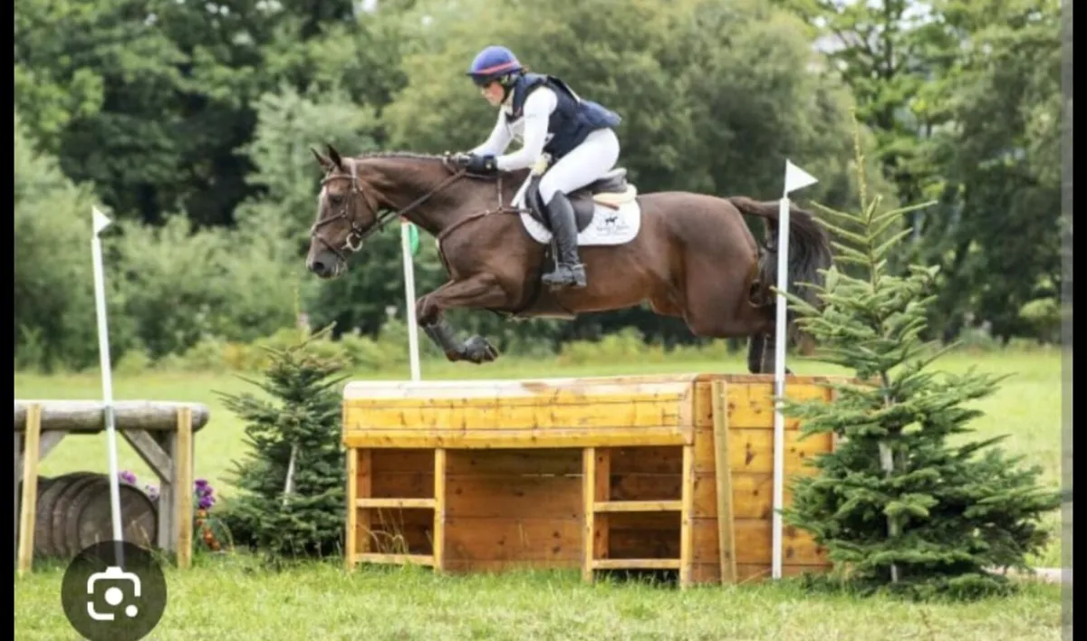 Exceptional Booodmare - Image 3
