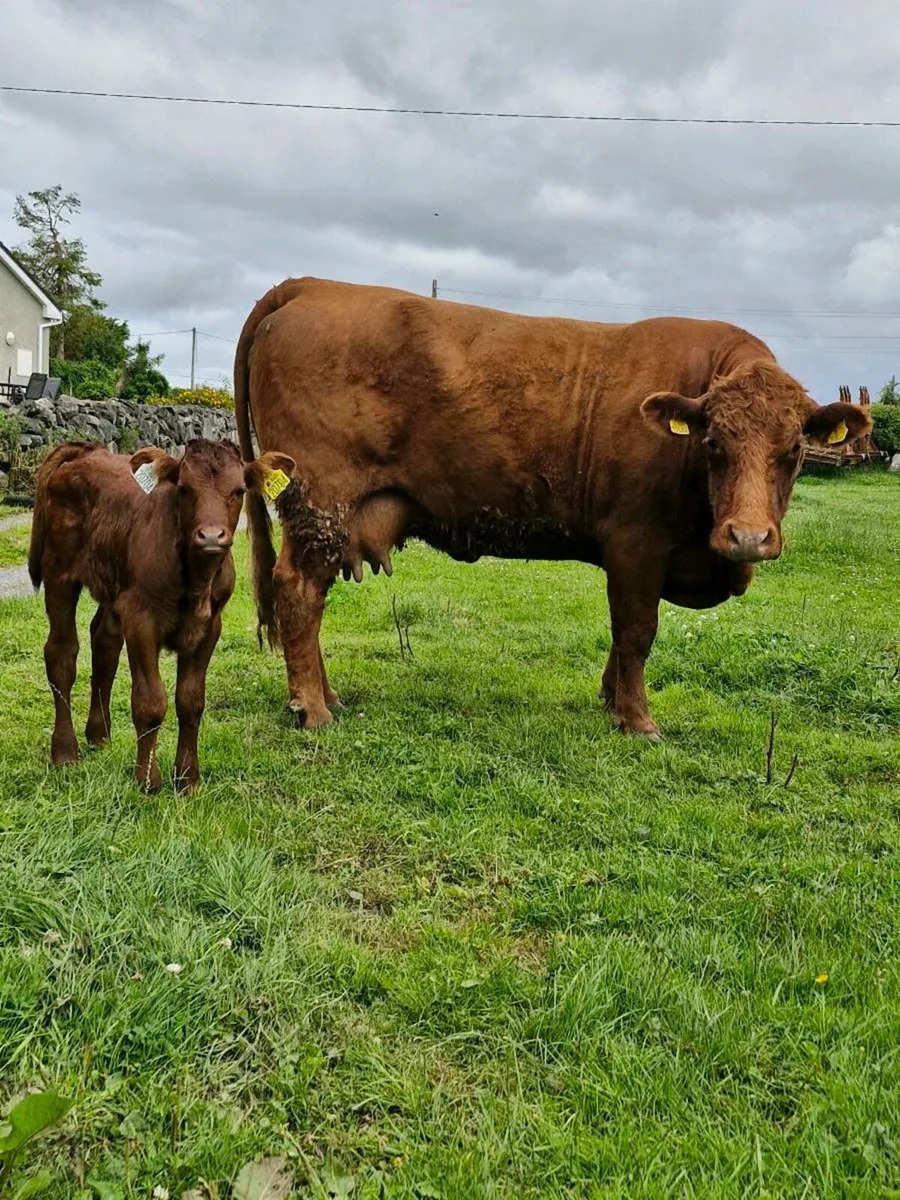 Saler cow and calf - Image 1