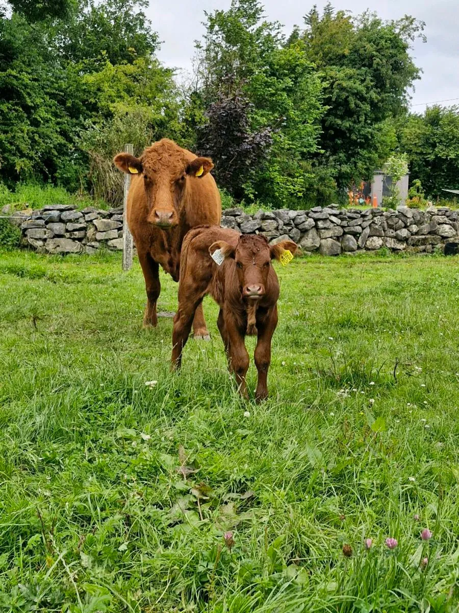 Saler cow and calf - Image 2