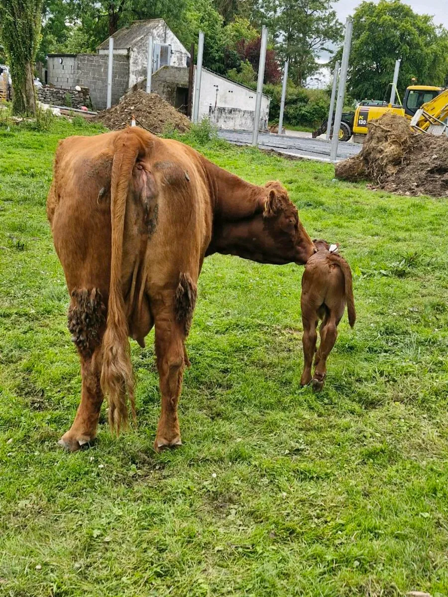 Saler cow and calf - Image 3