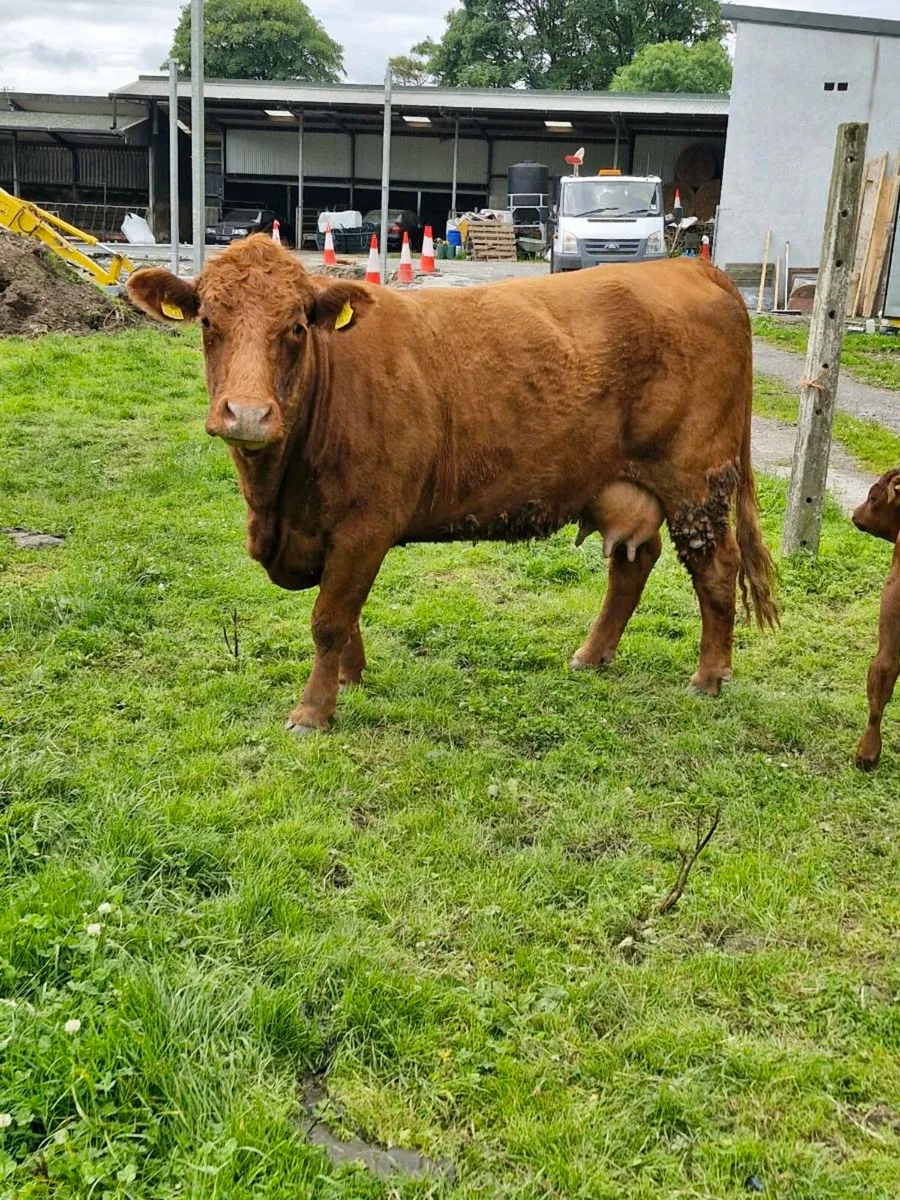 Saler cow and calf - Image 4