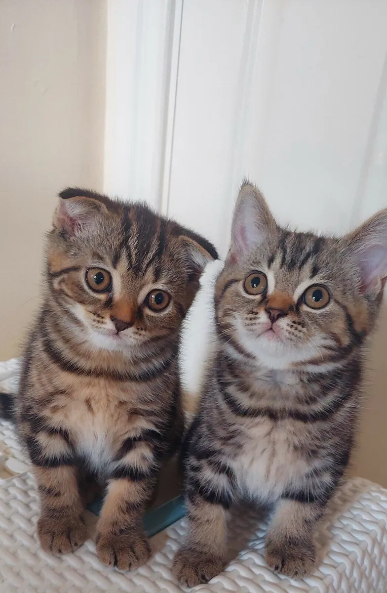 Scottish fold and straight kittens - Image 1