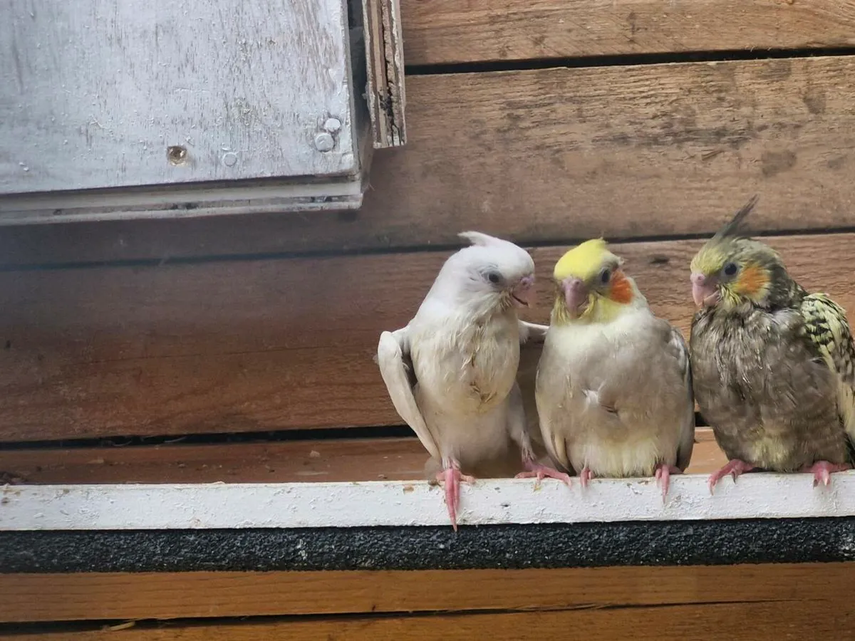 Cockatiels - Image 3