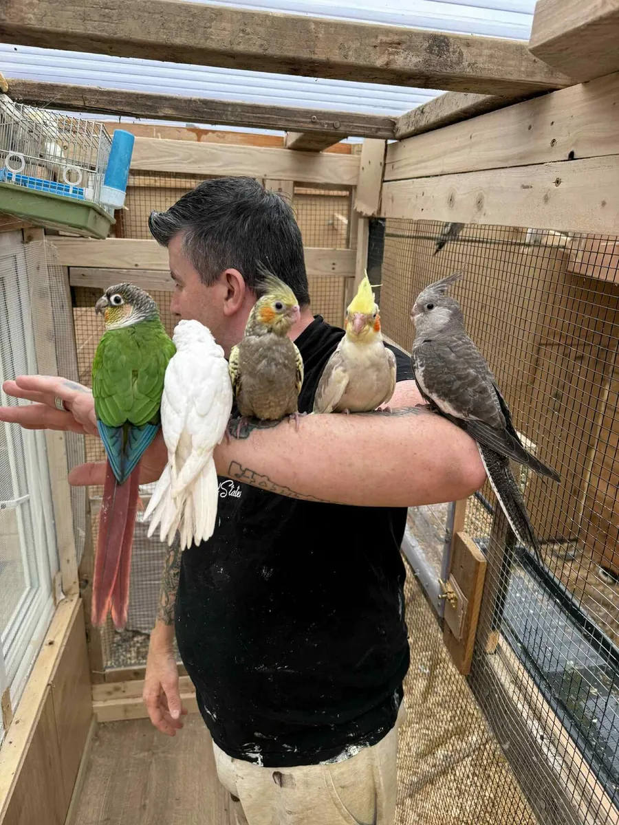 Cockatiels - Image 4