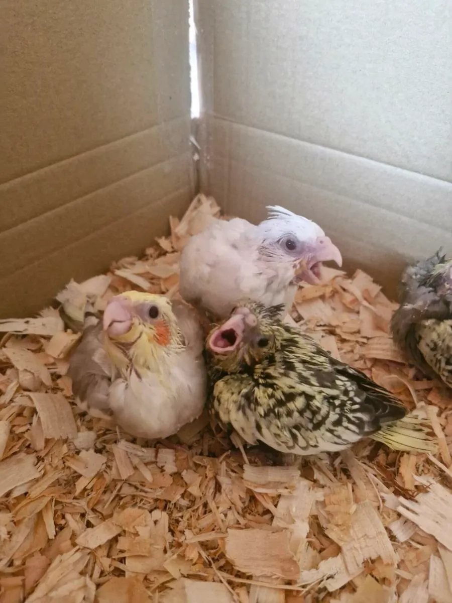 Cockatiels - Image 1