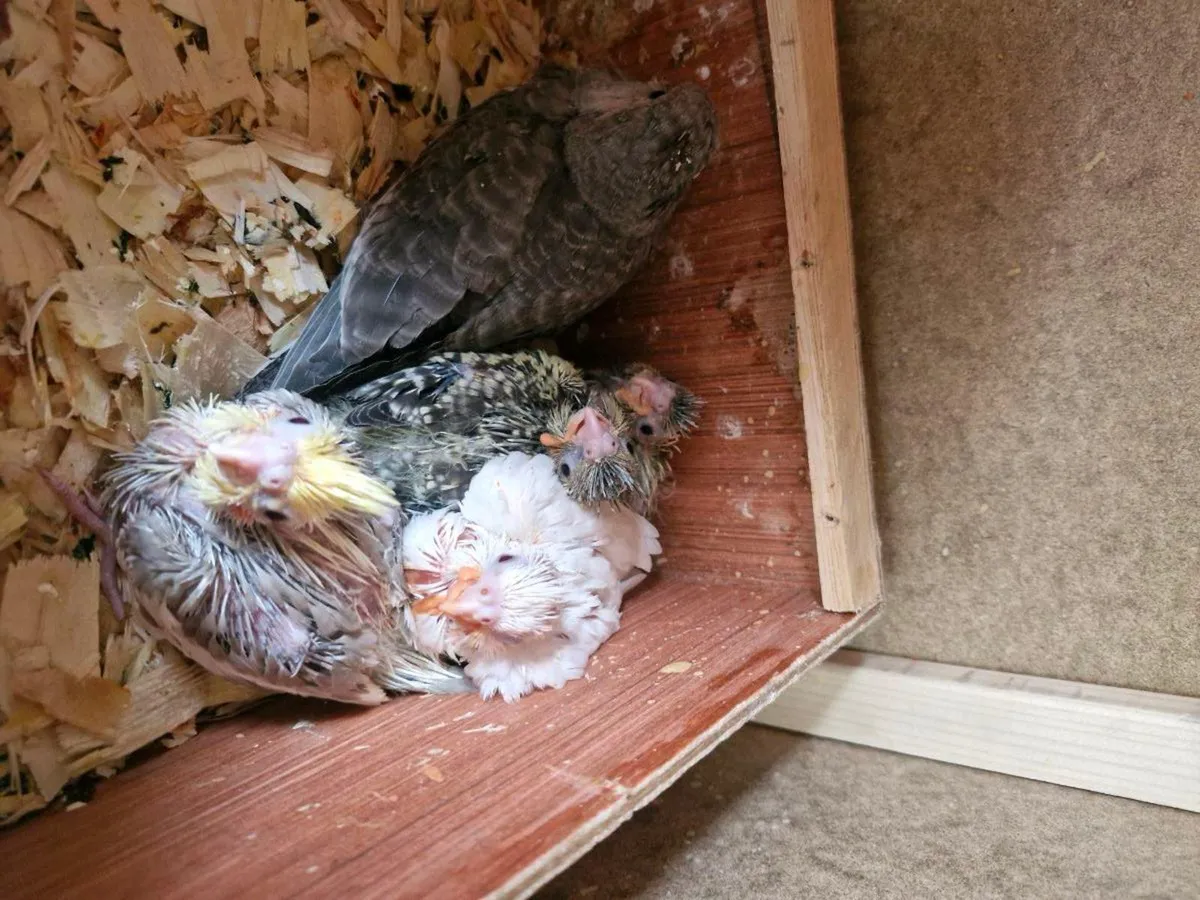 Cockatiels - Image 2