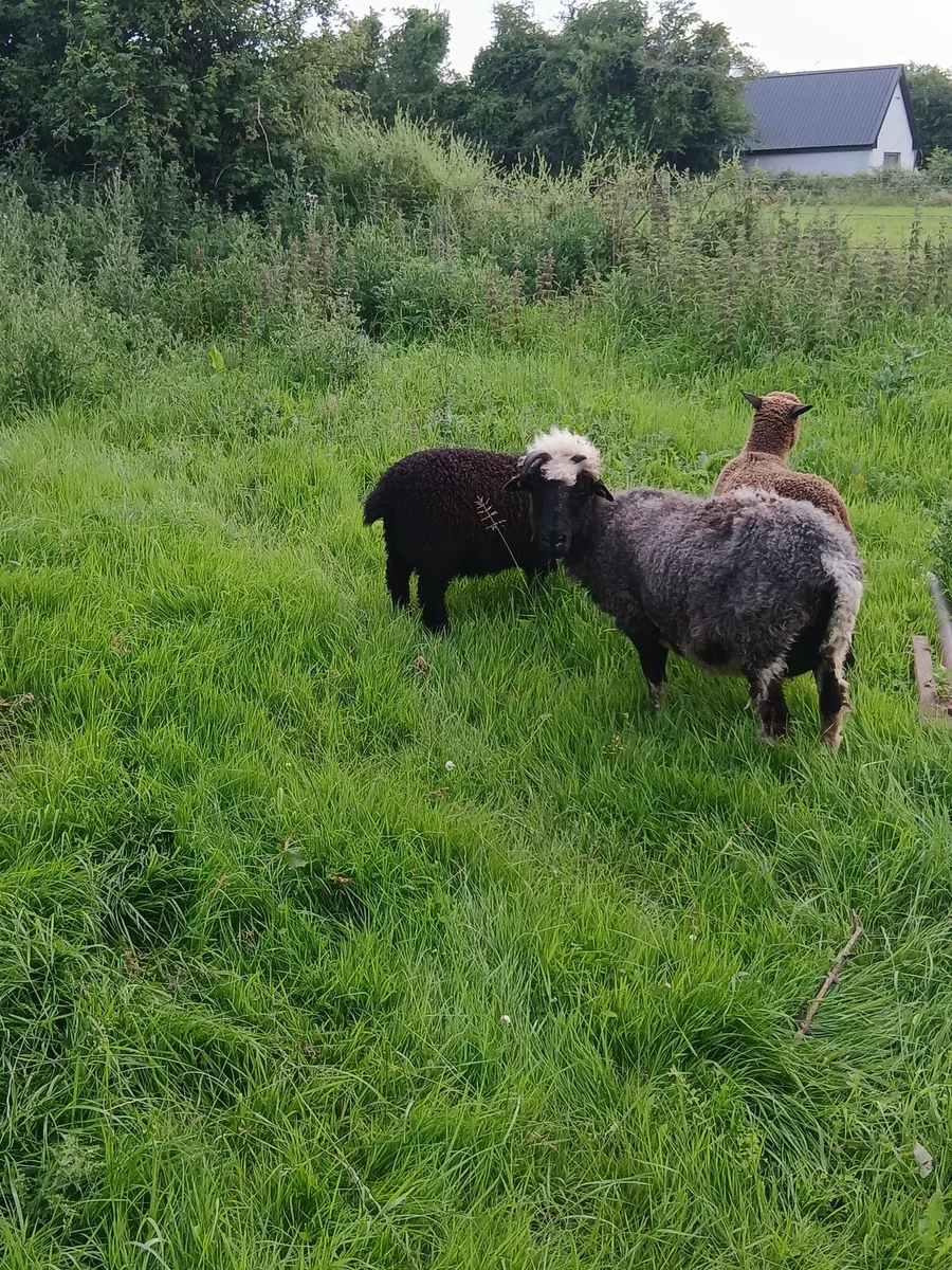 Valais blackbose X ewe and lambs - Image 1