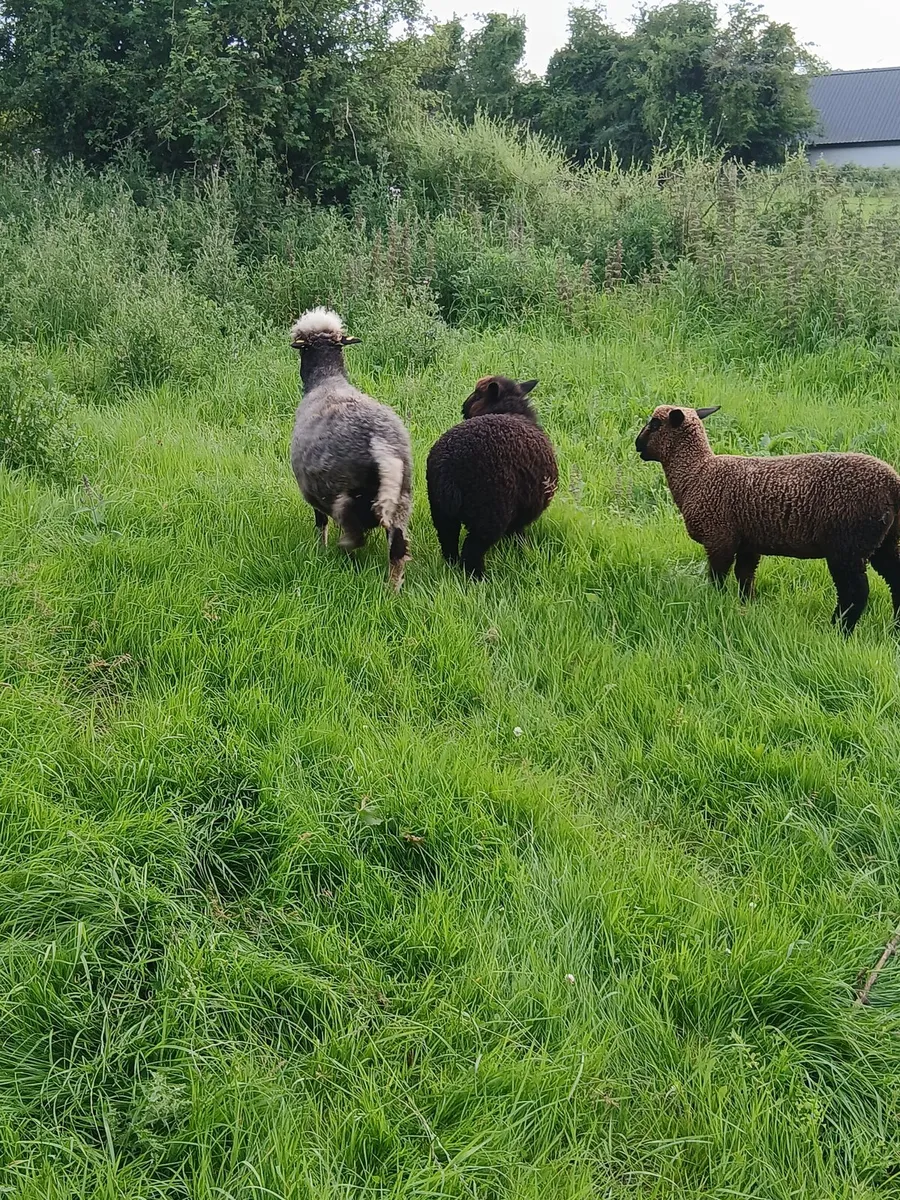 Valais blackbose X ewe and lambs - Image 2