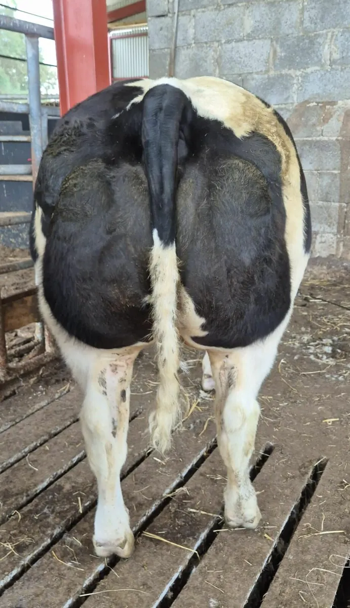 Show heifers - Image 2
