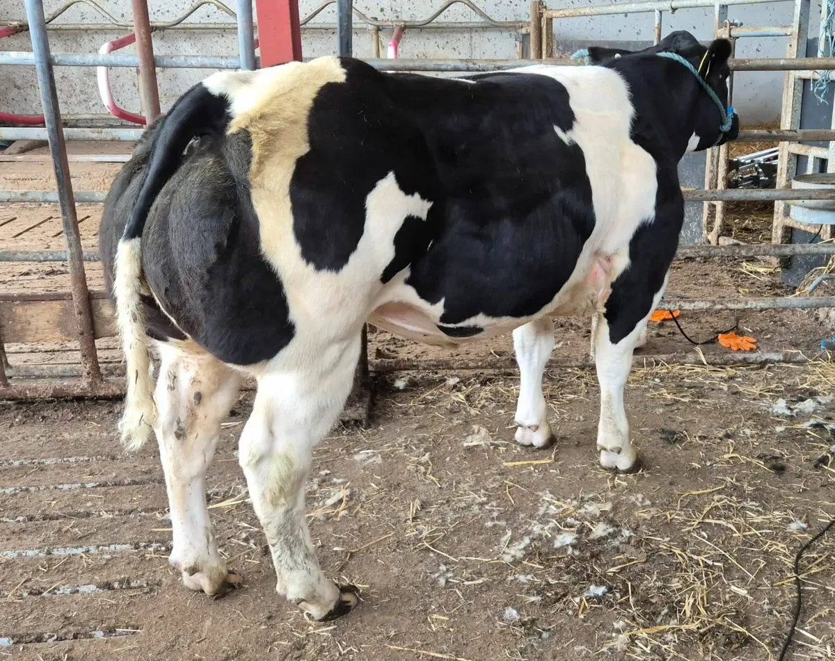 Show heifers - Image 3