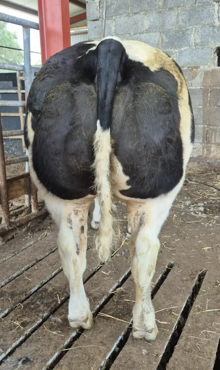 Show heifers - Image 4