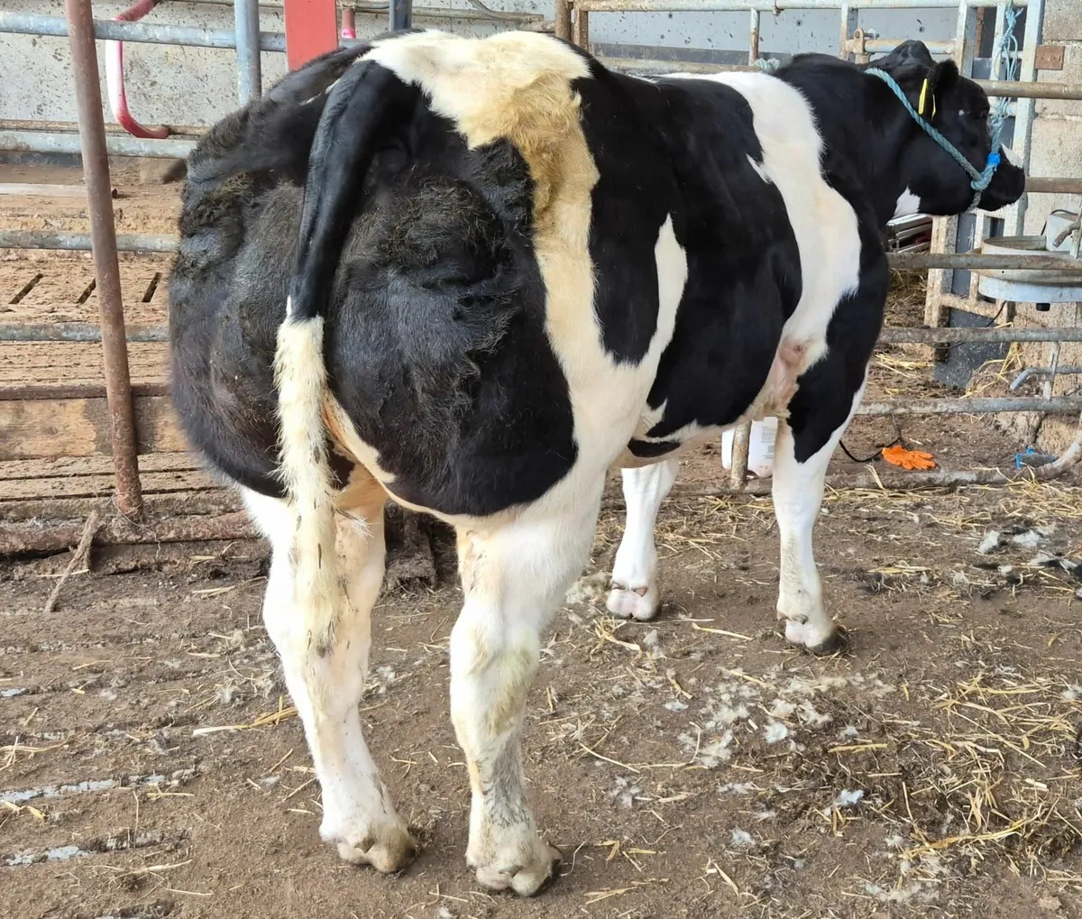 Show heifers - Image 1