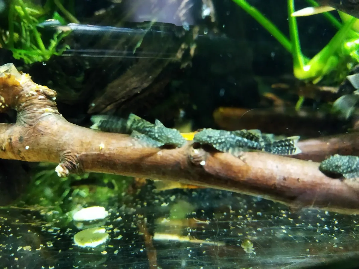 Longfin Bristol Pleco (Ancistrus longfin) - Image 1