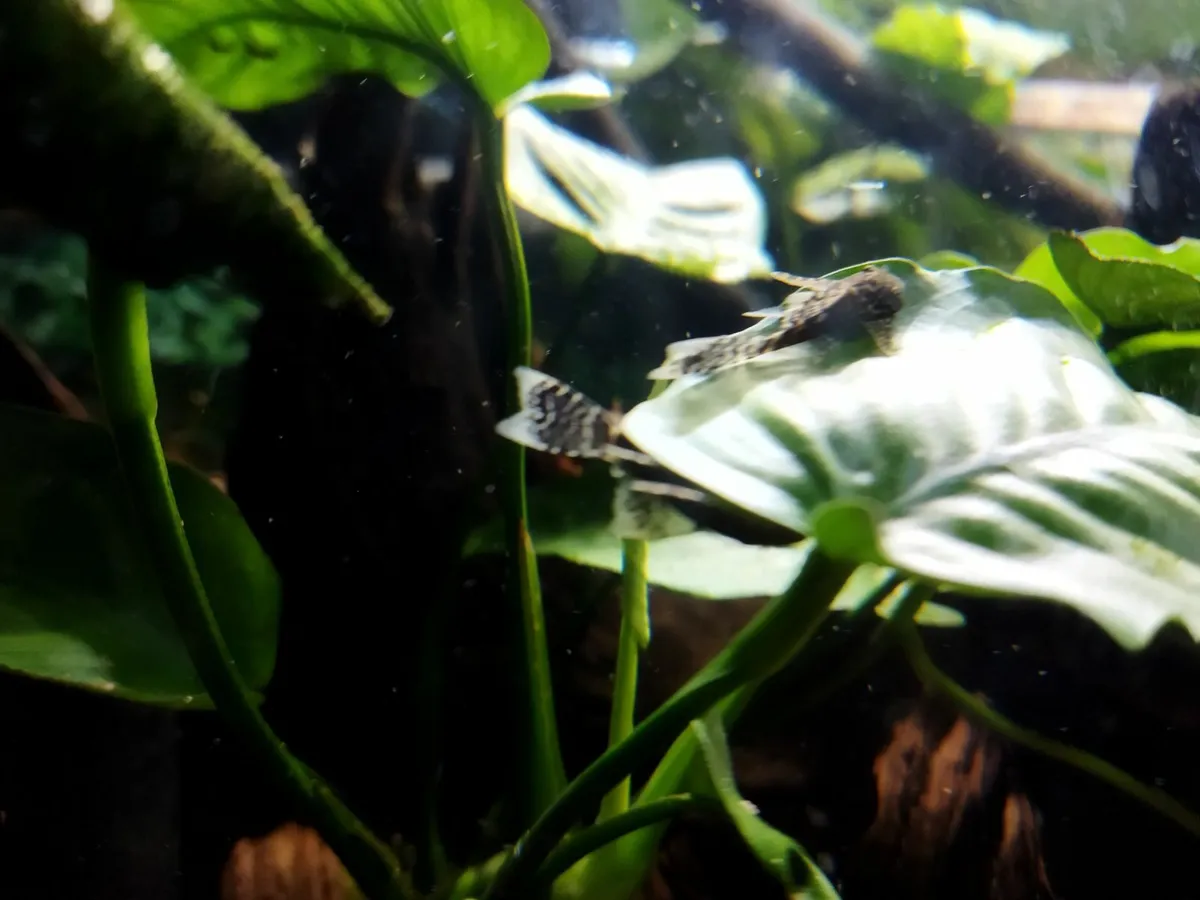 Longfin Bristol Pleco (Ancistrus longfin) - Image 2