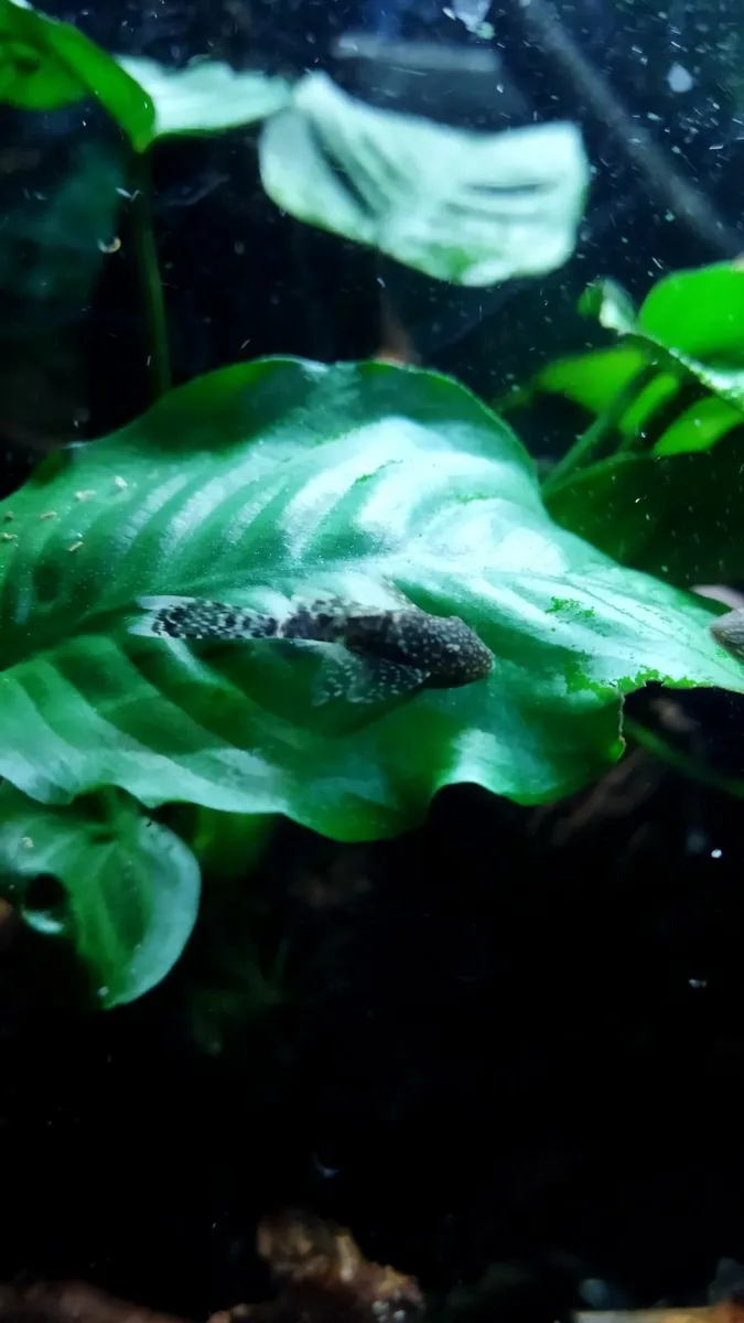 Longfin Bristol Pleco (Ancistrus longfin) - Image 3