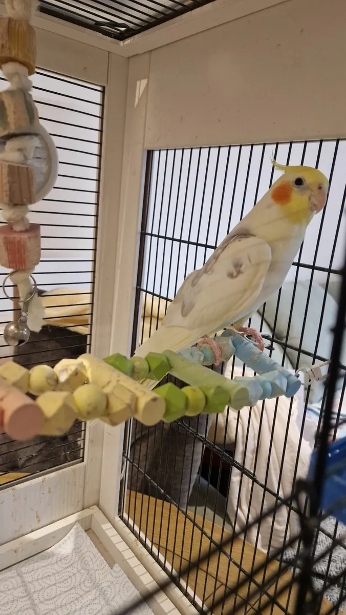 Cockatiel - Image 1