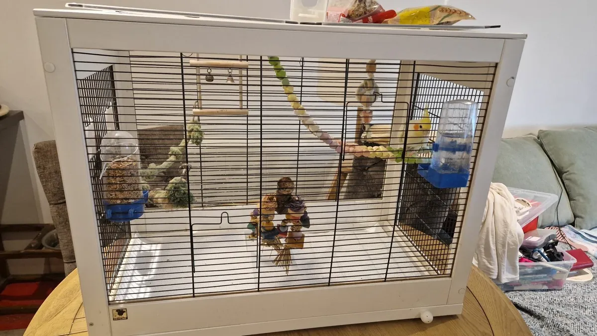Cockatiel - Image 2
