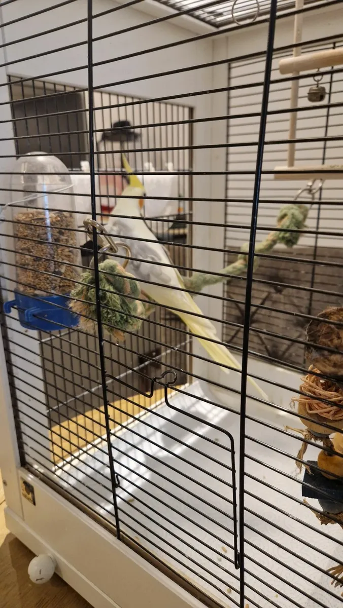Cockatiel - Image 3
