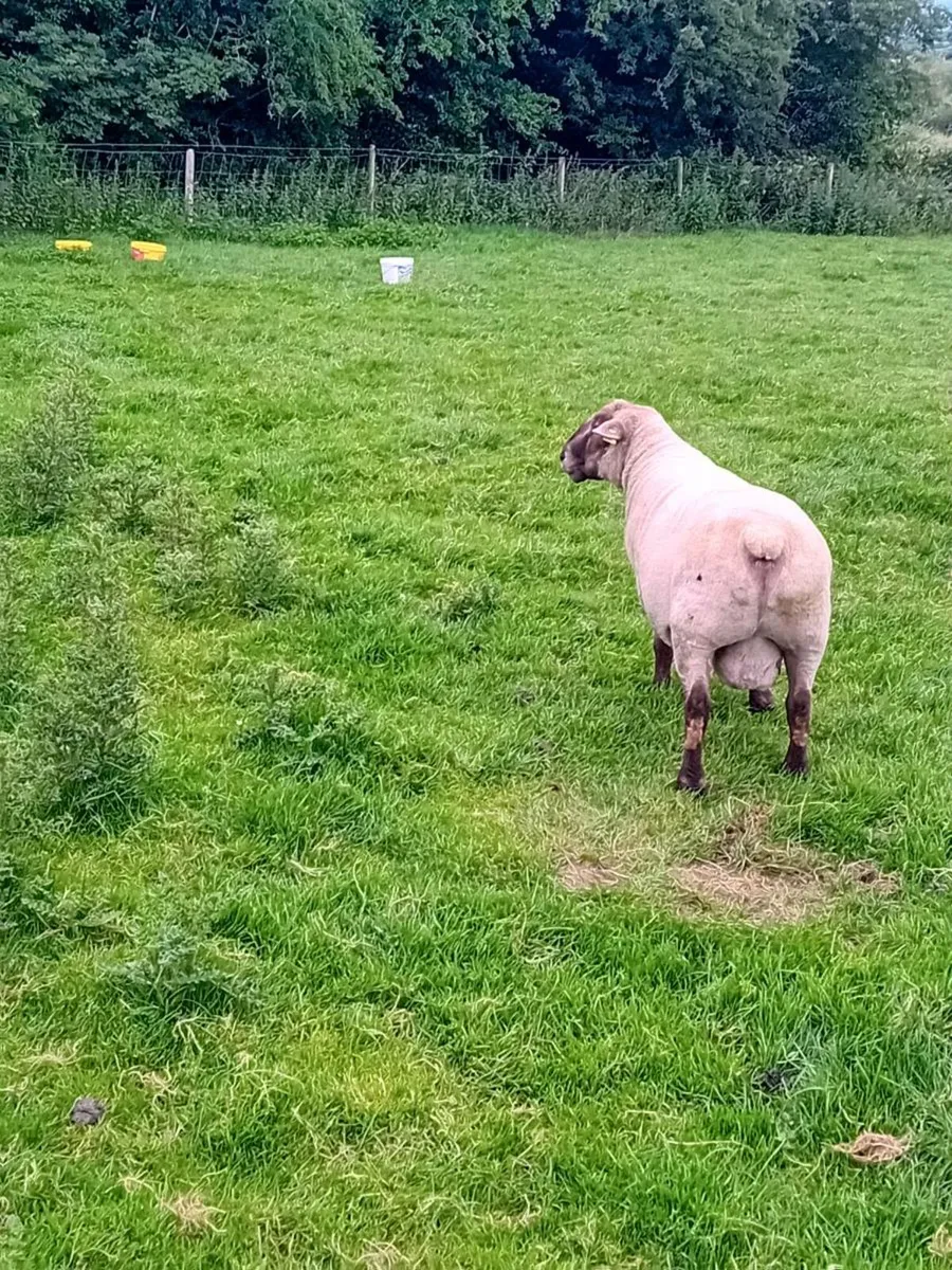 Ram - Image 1