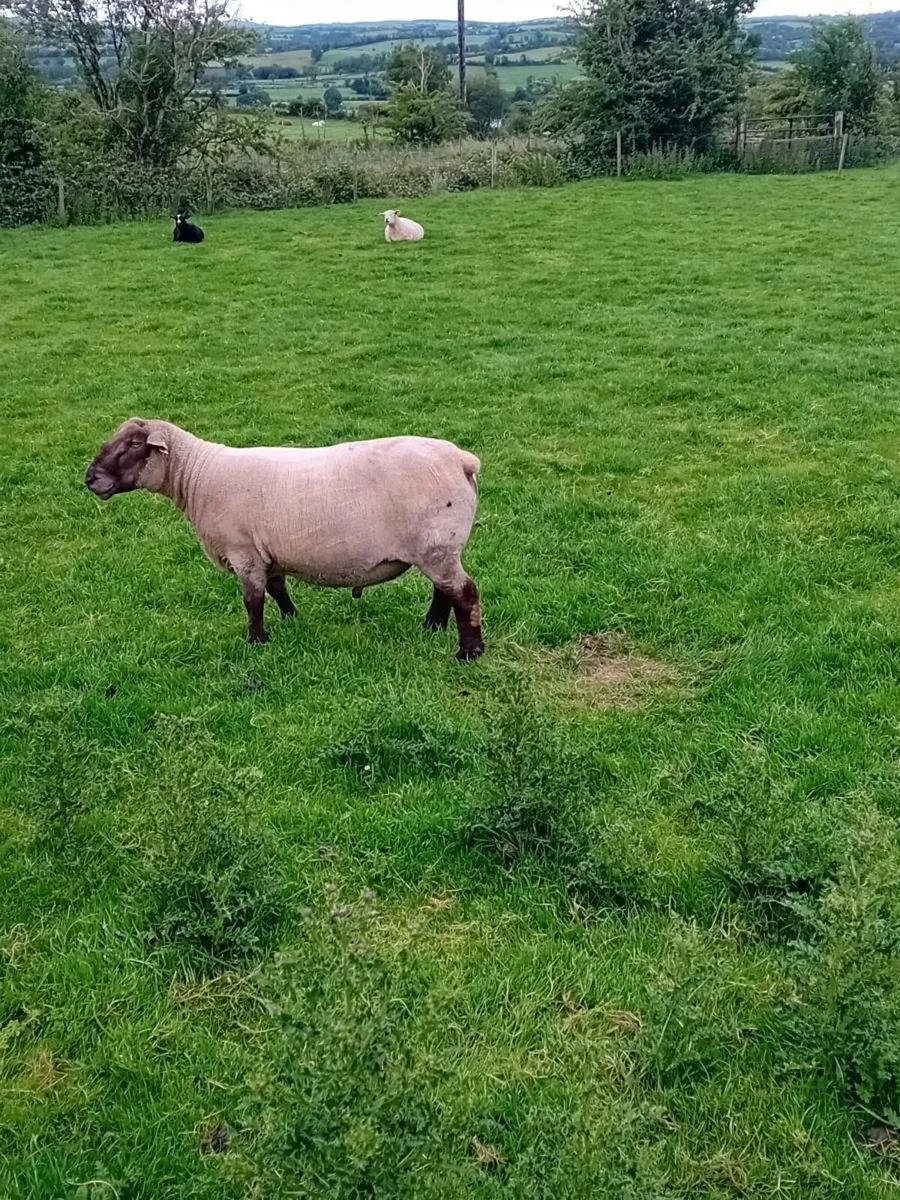 Ram - Image 2