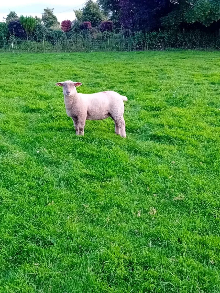 Ram - Image 4