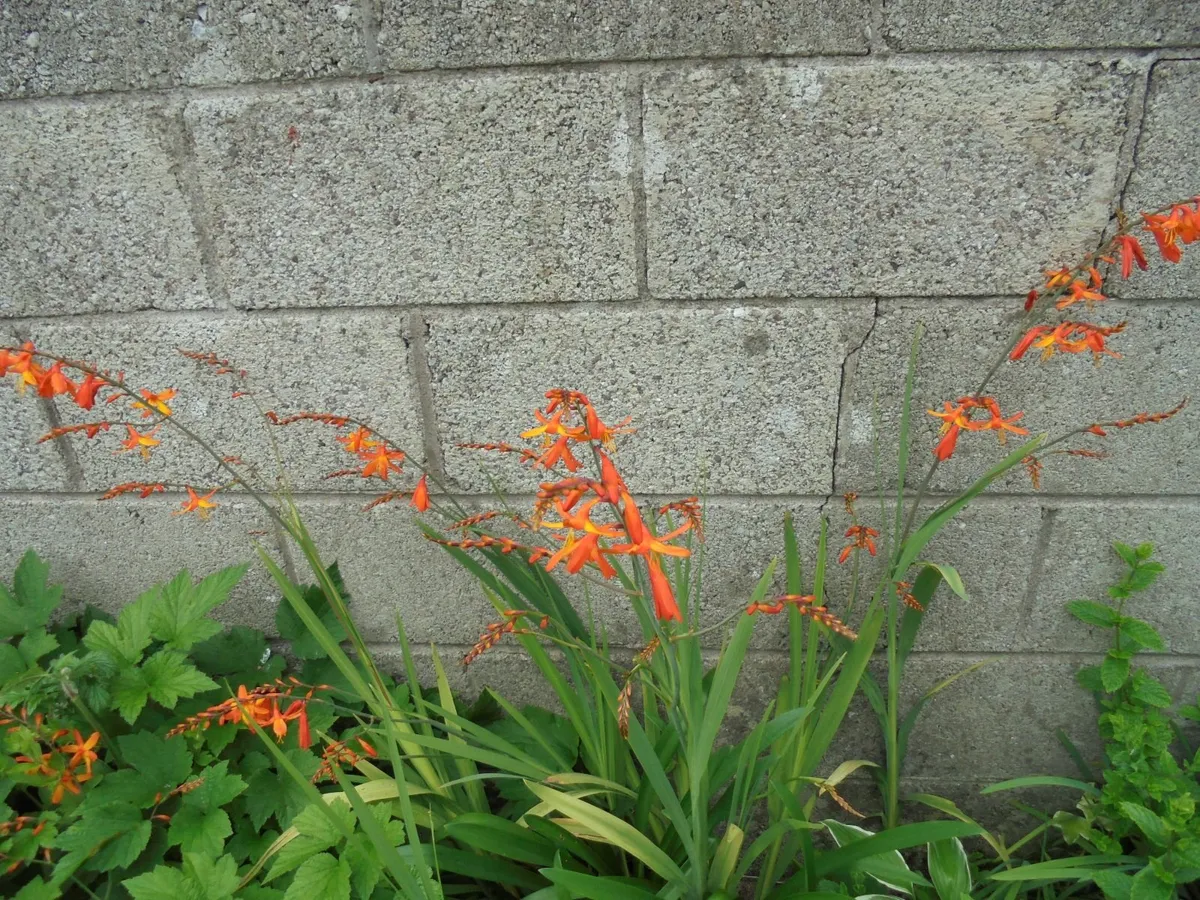 Crocosmia