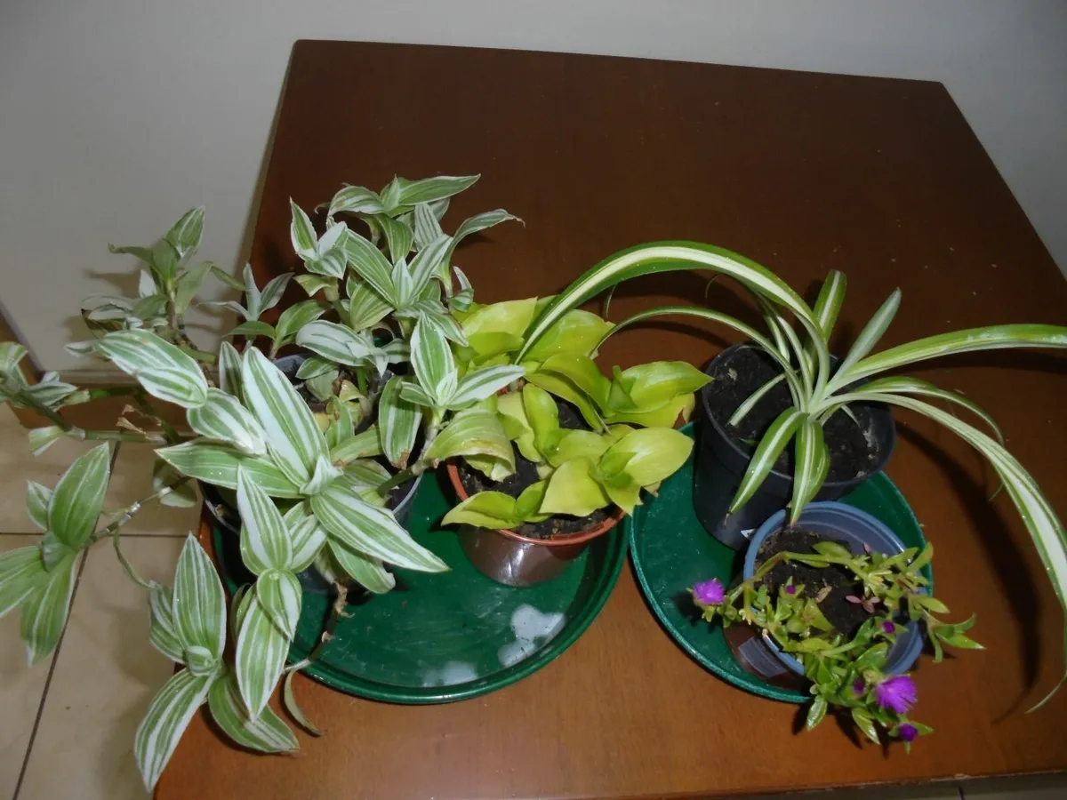 Houseplants