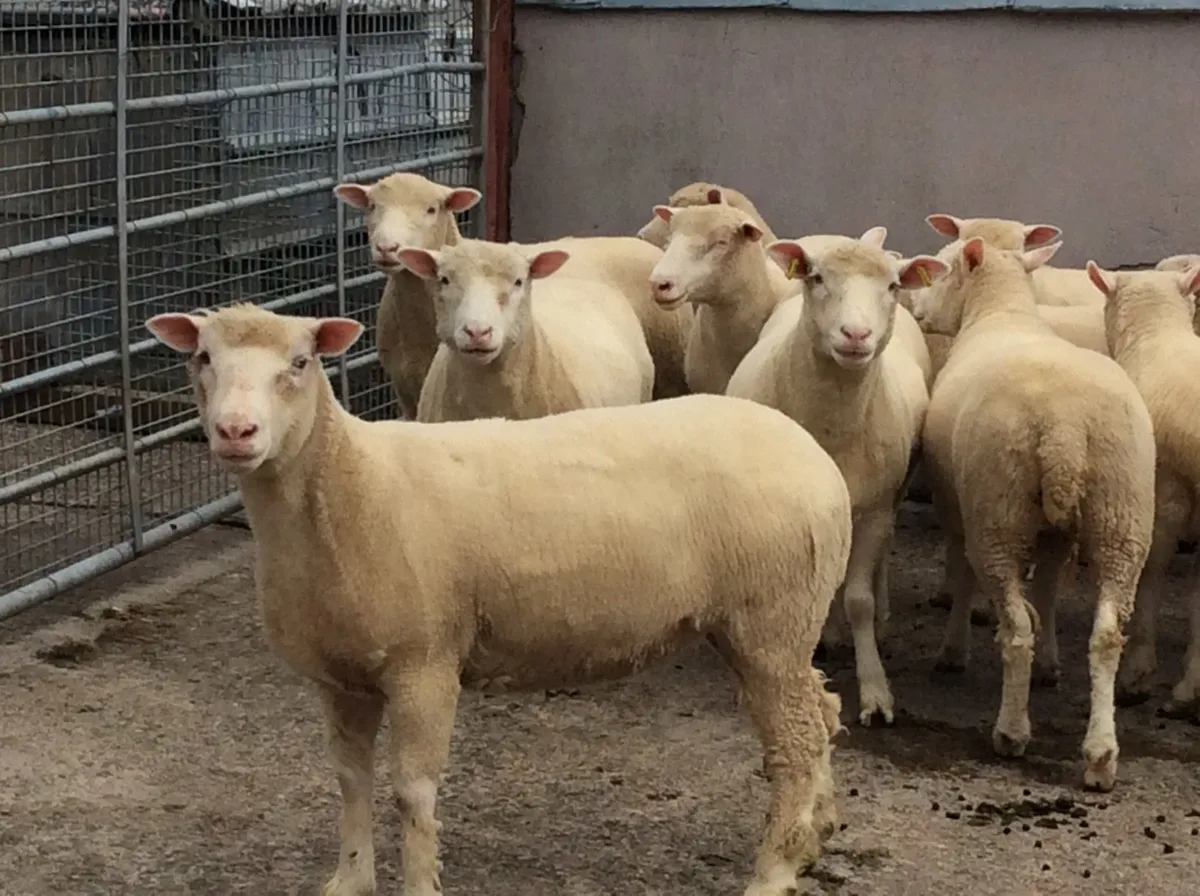 Dorset hoggets - Image 3