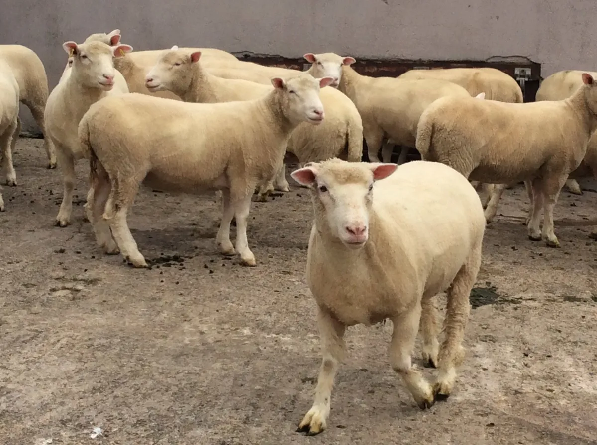 Dorset hoggets - Image 4