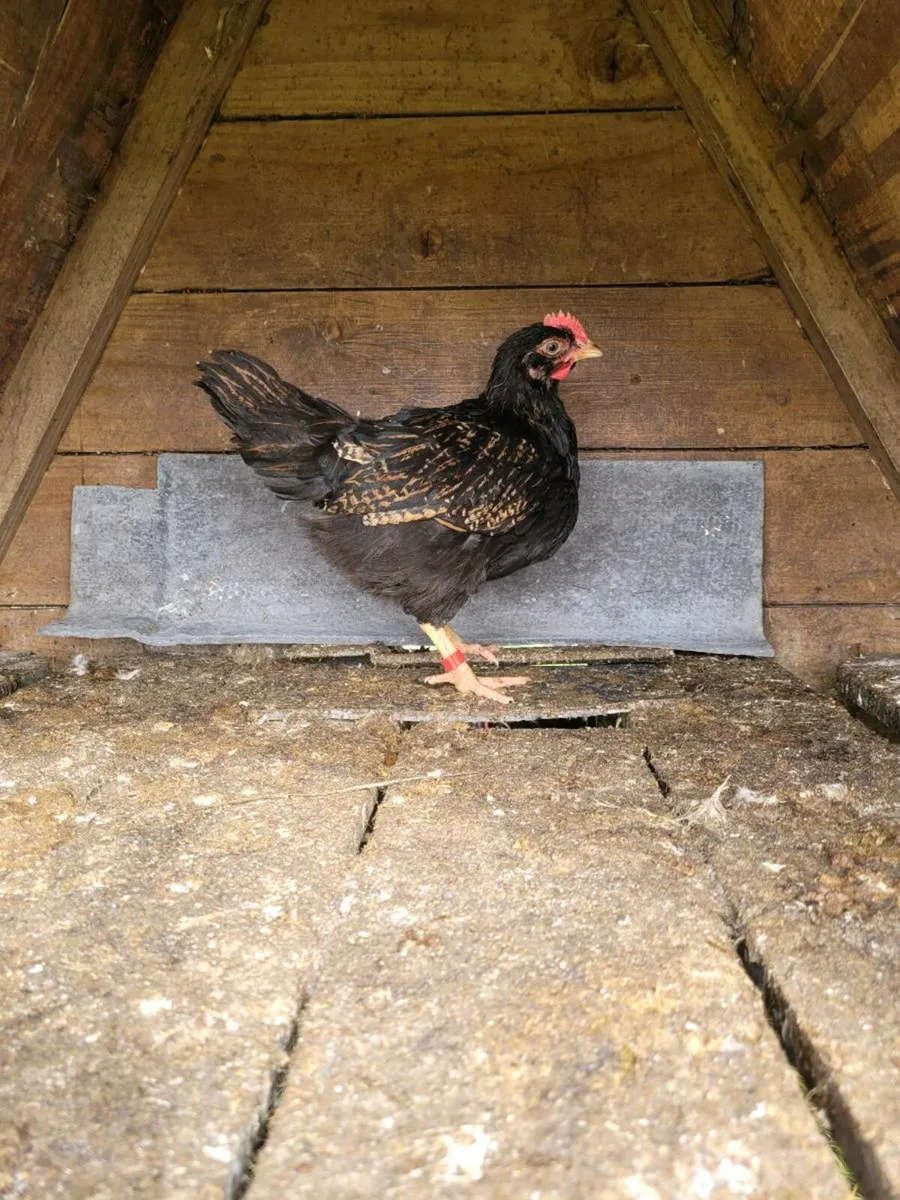 Barnevelder roosters (quaility birds) - Image 2