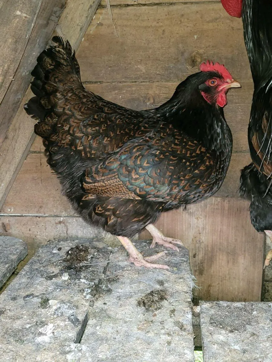 Barnevelder roosters (quaility birds) - Image 3