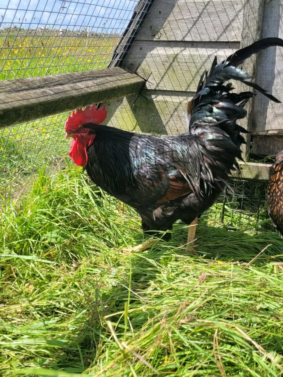 Barnevelder roosters (quaility birds) - Image 4