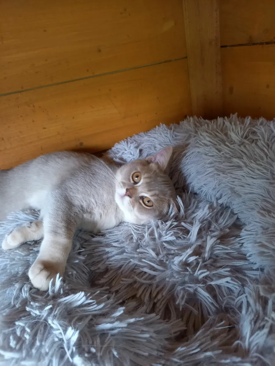 Fabulous Kitten - Image 4