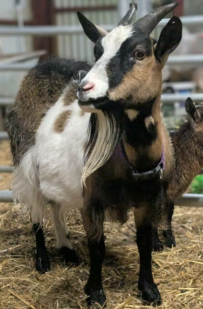 Pygmy Goat Females - Image 1