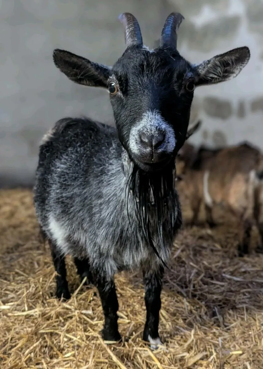 Pygmy Goat Females - Image 2