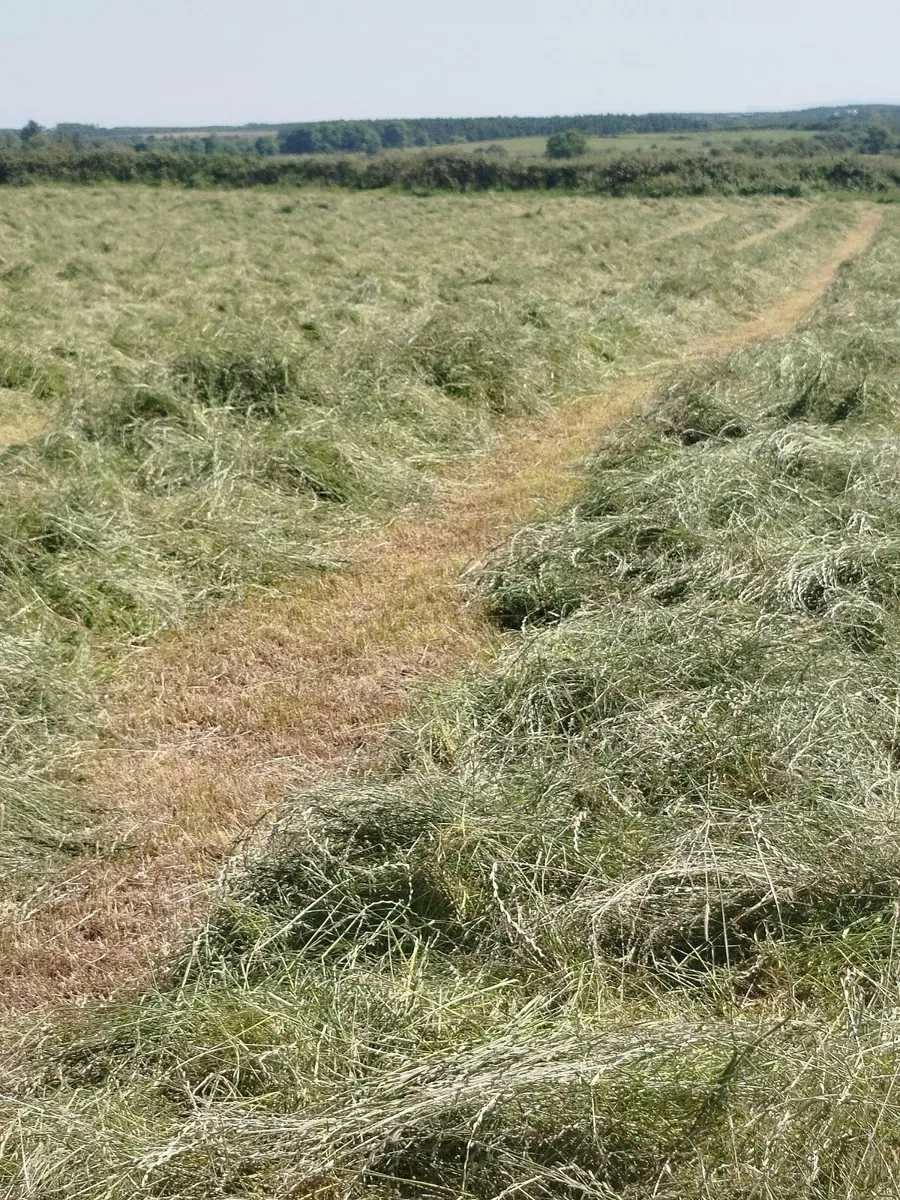 Bridgeway grass conditioner - Image 3