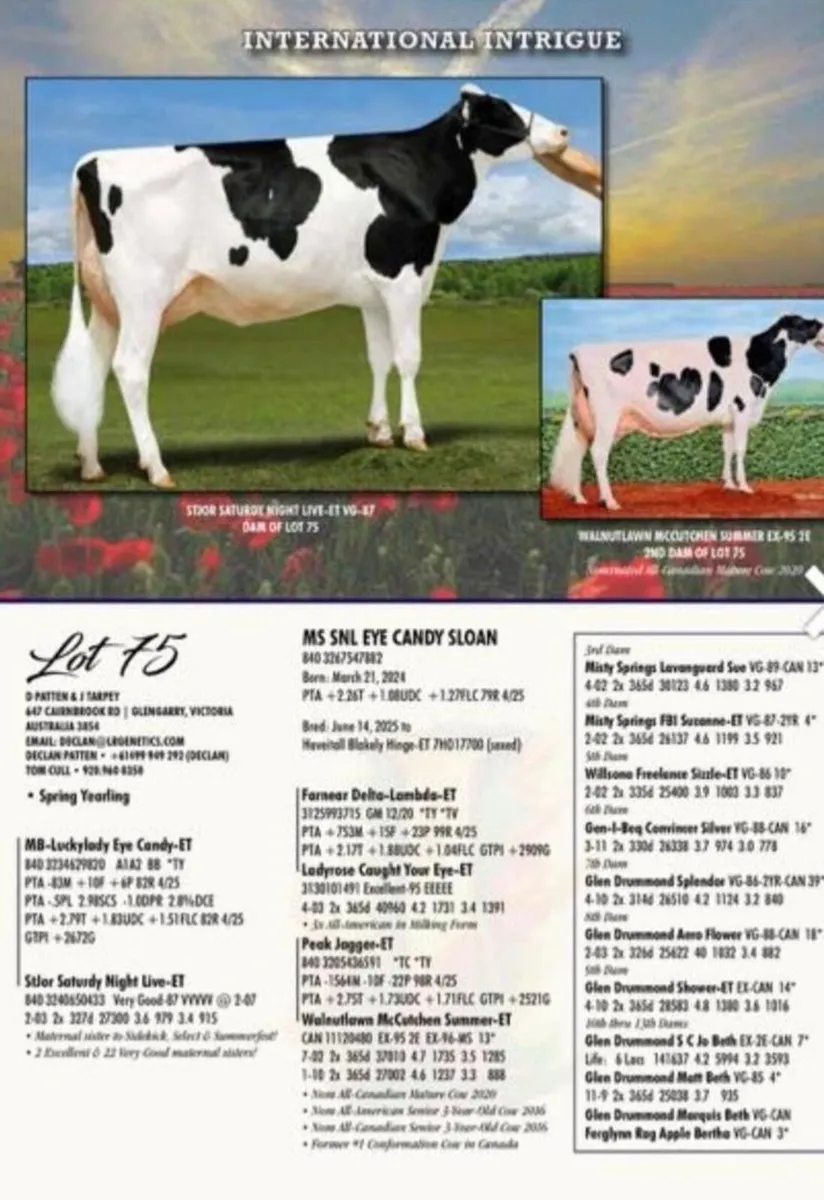 OranBay Holsteins - Image 2