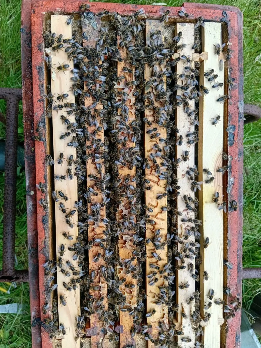 Bee nuc