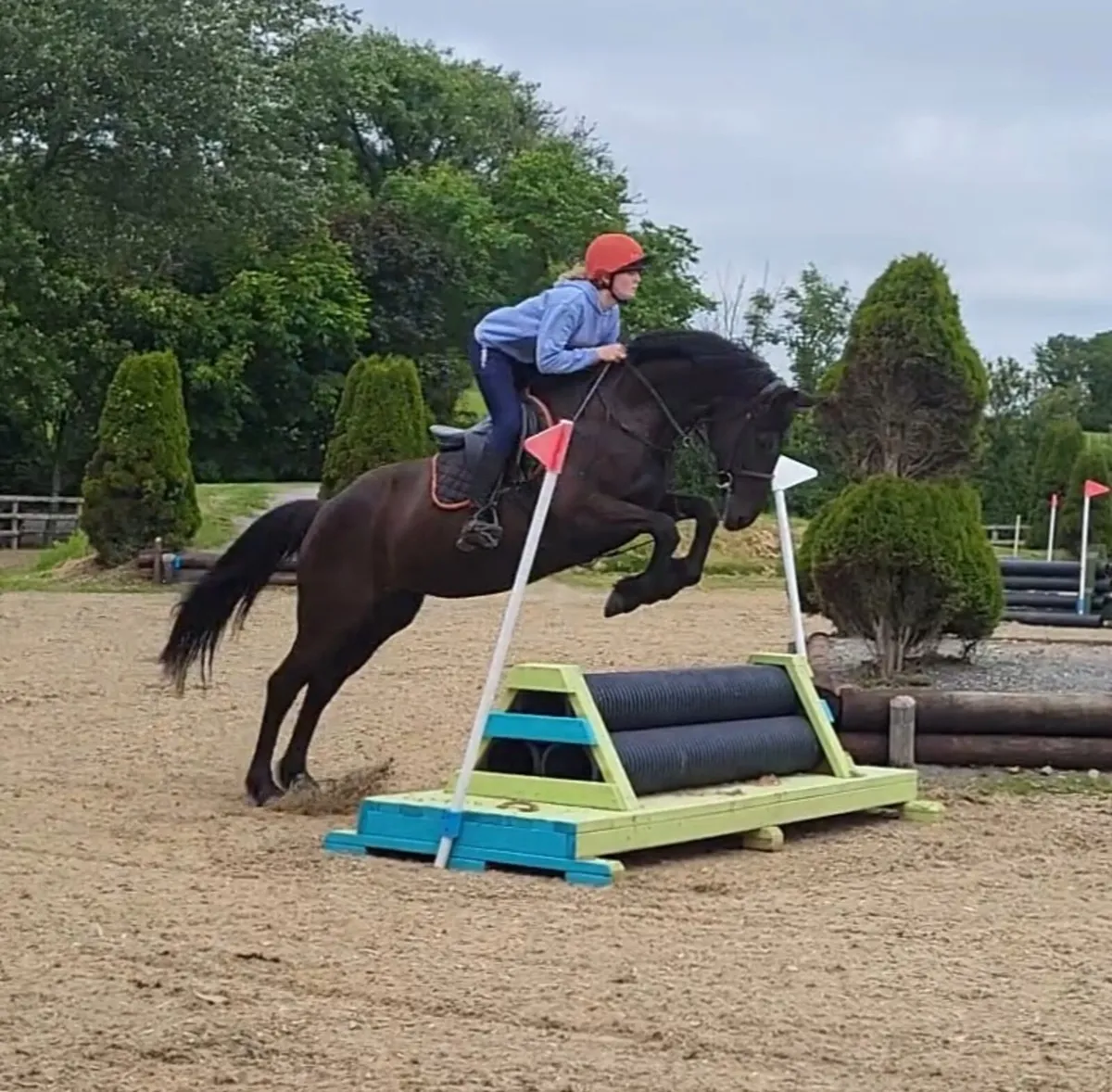 16.1 Sports Bred Mare - Image 1