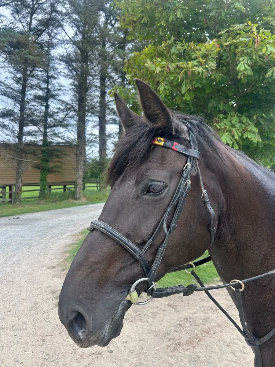 16.1 Sports Bred Mare - Image 2