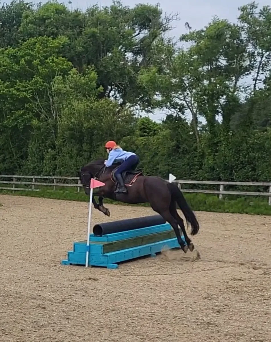 16.1 Sports Bred Mare - Image 3