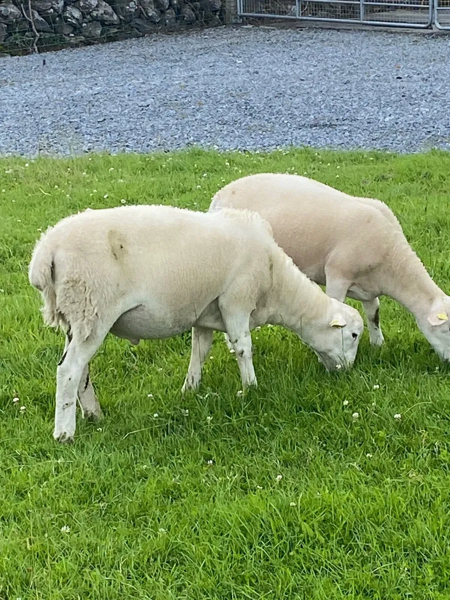 Easycare ram lambs PBNR - Image 1