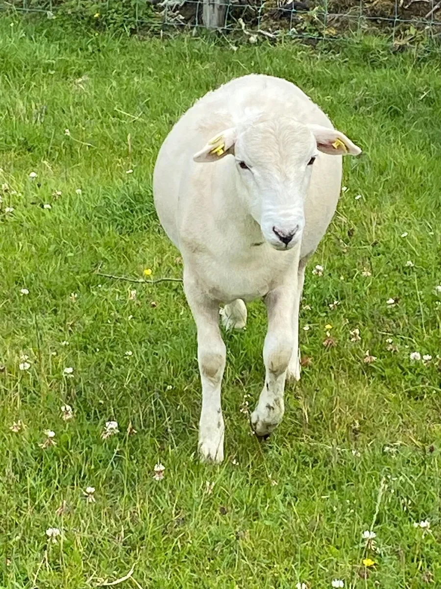 Easycare ram lambs PBNR - Image 2