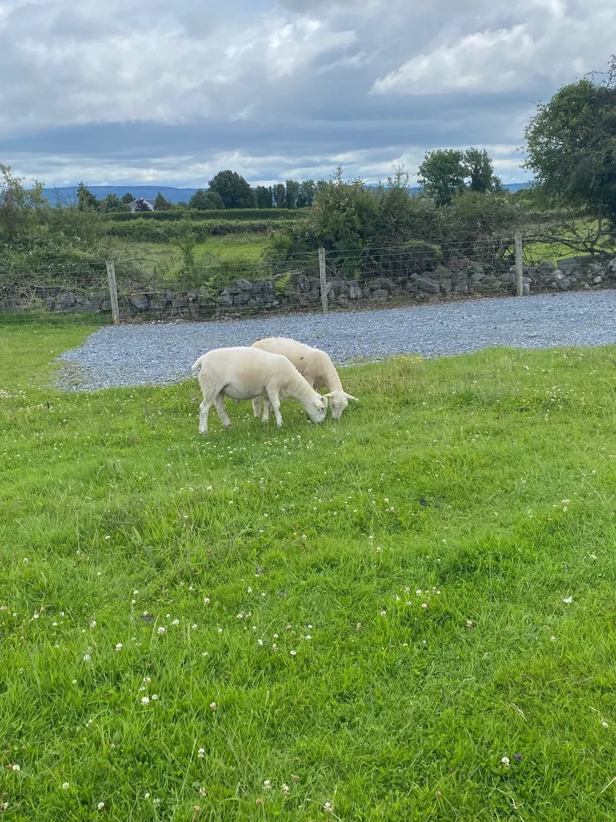 Easycare ram lambs PBNR - Image 4