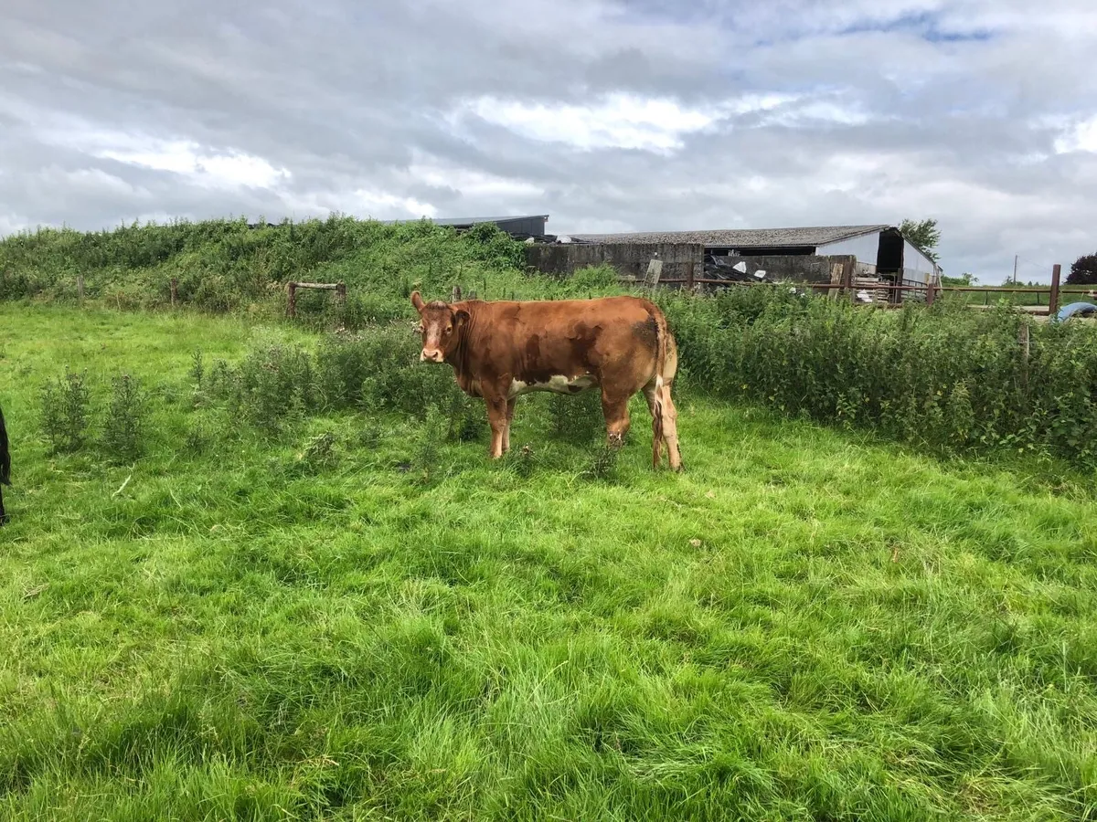 Breeding Heifers - Image 1