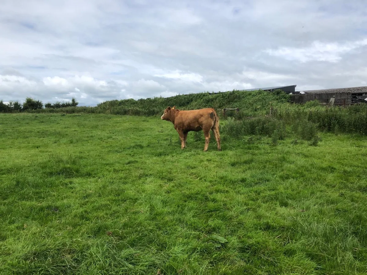 Breeding Heifers - Image 2