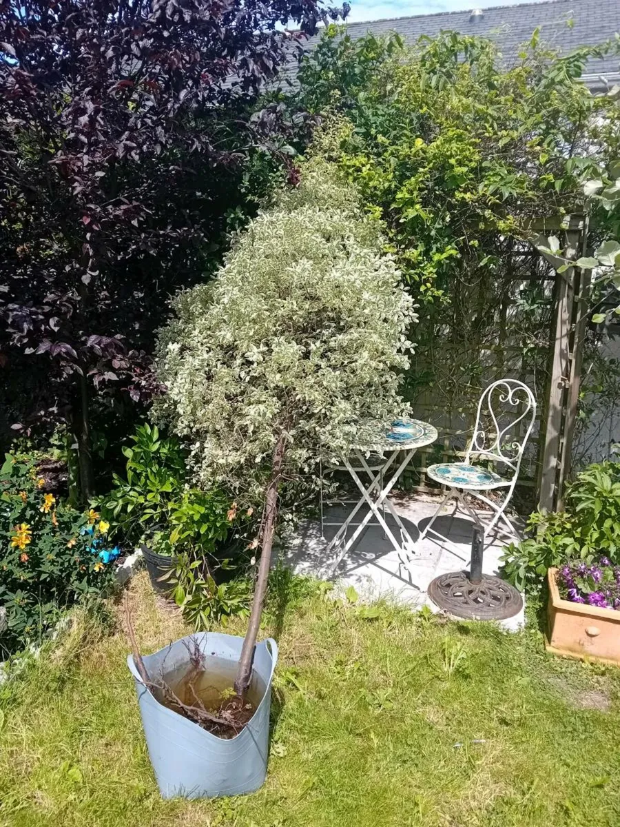 Free large plant