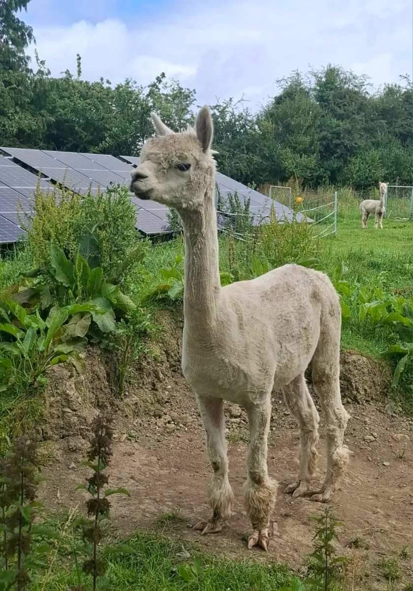 Female alpacas - Image 2