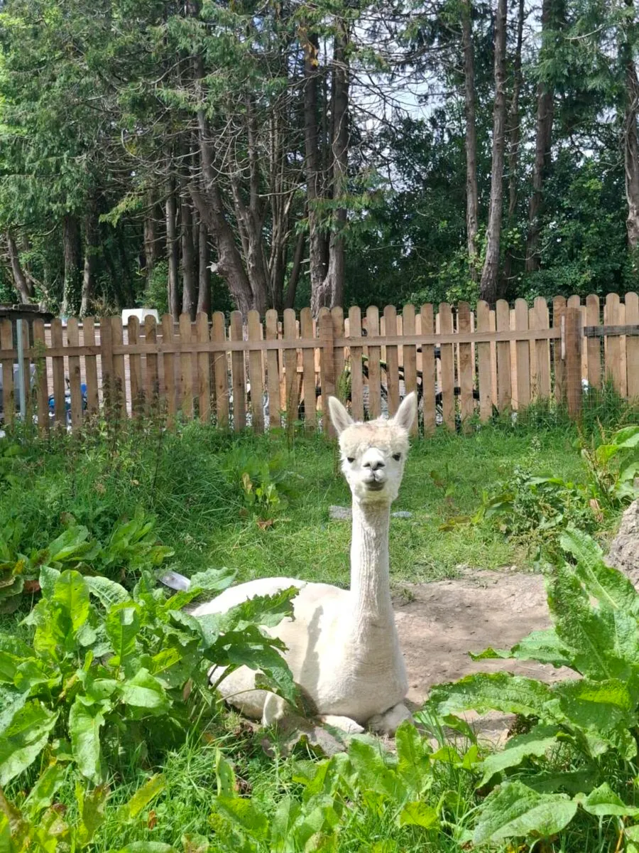 Female alpacas - Image 3