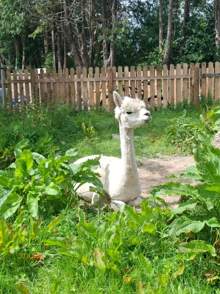 Female alpacas - Image 4
